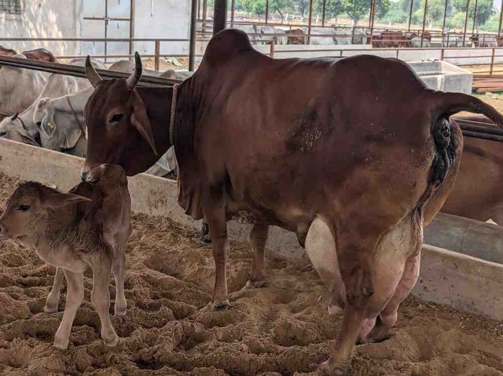 Namdhari-ancient-lineage-cow-1A