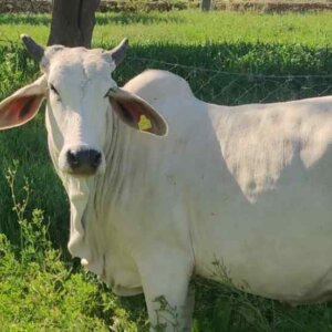 Elite Class Tharparkar Cow – High Milk Yield | Premium Breed | ₹6.25 Lakh